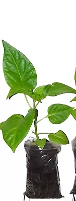 1x  Naga Chilli Plants Naga Morich. 100% Genuine Kala Naga Plant  • £4.99