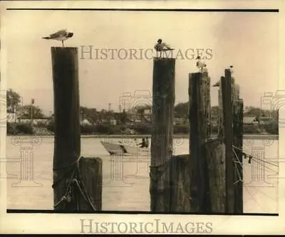 1974 Press Photo Great View Of Boat And Gulls At Mantoloking New Jersey • $19.99