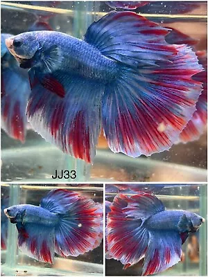 Male Betta Live Fish Halfmoon Grizzle Fancy  - JJ33 - High Quality • $23.85