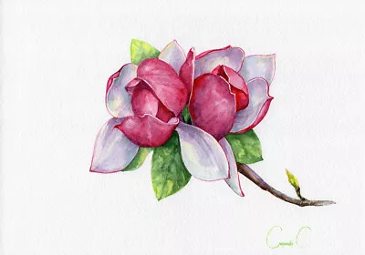 Flowers Bloom Magnolia Pink Watercolor Original Painting From The Artist Red • £32.09