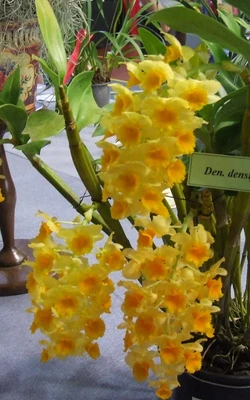 $35 • Buy Orchid Plant 0413. Dendrobium Densiflorum Nice  Near Blooming Size In 100mm Pot