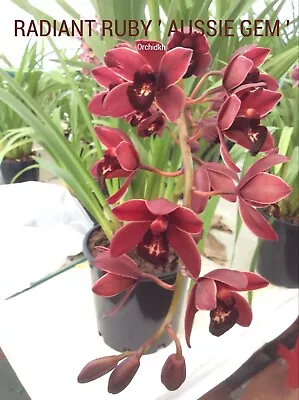 Cymbidium Orchid  RADIANT RUBY 'AUSSIE GEM' • $30