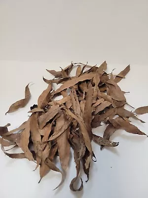 Willow Oak Leaves - 1 Gallon Leaf Litter Terrariums Reptiles • $6.95