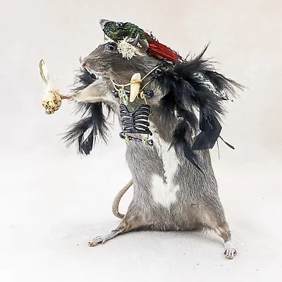 Y120 Witch Doctor Rat Quail Feathers Taxidermy Oddities Curiosities Display • $189.99