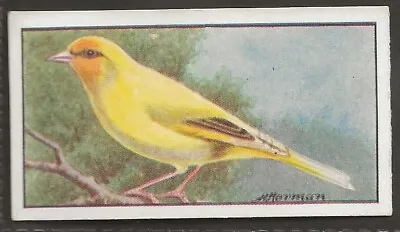 Hyde (bird Seed)-cage Birds 1930-#29- Light Goldfinch-canary Mule • £1.94