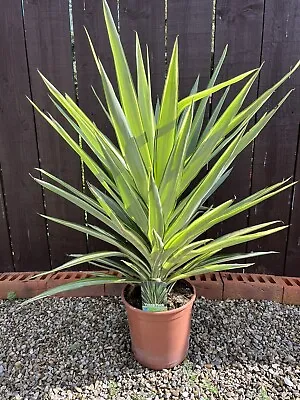 Yucca Puck - Variegated Evergreen Hardy Yucca 70cm Tall. • £40