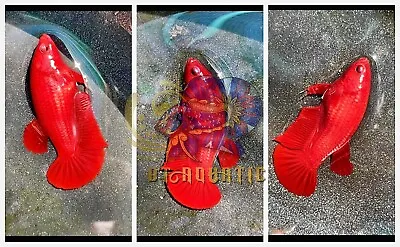 Live Betta Fish HMPK Female Super Red Good For Sorority/Breed USA Seller • $17.95