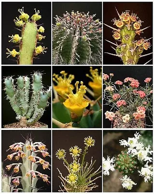 EUPHORBIA VARIETY  MIX  Exotic Succulent  Rare Cactus Plant Seed Cacti  50 SEEDS • $14.99