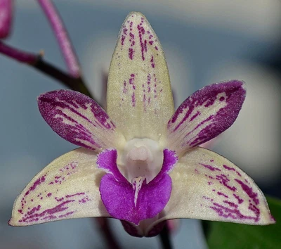$7 • Buy Orchid -Dendrobium Tyabb 'Jill'