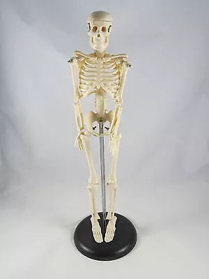 Anatomy Model | Miniature Skeleton | 42 Cm / 17   | IT-005 | ARTMED • $28.95