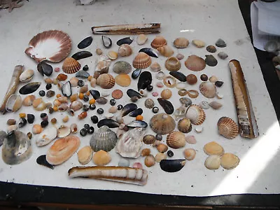 Mixed Job Lot Of N Wales Shells Starter Pack Kidseducational • £4.99