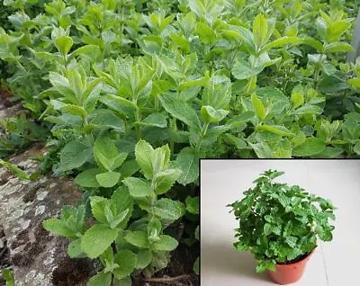 Apple Mint Plant Mentha Suaveolens Herb 4Inches Pot Veggies A Live Plant • $3.99