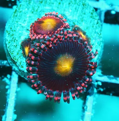 Bloody Mary Paly Zoanthids Paly Zoa SPS LPS Corals WYSIWYG • $4.99