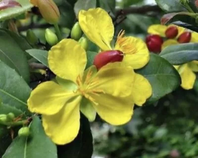 Ochna Serrulata Mickey Mouse Bush - 15 Seeds 2024 - USA • $9.99