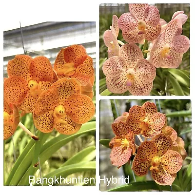 V. Banghkuntien Hybrid Yellow Spots Size Vanda Orchid • $35