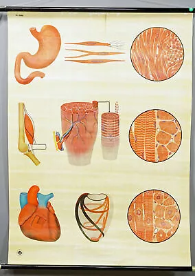 Vintage Mural Rollable Medical Wall Chart Human Body Muscle Construction • $215.99