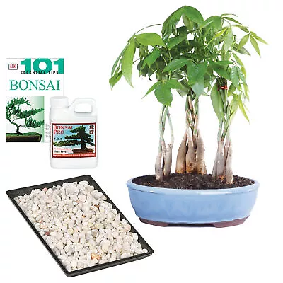 Money Tree Bonsai Live Plant Grove Complete Gift Set With Care Items Indoor 9 H • $165.95