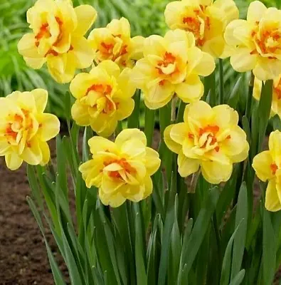 Narcissus ~ 4  TAHITI Double Ruffle Daffodil ~ (5) 12-14cm. Flower Plant Bulbs • $13.05