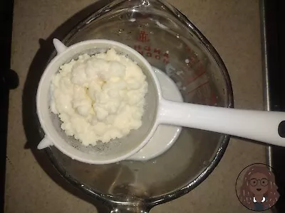 1/2 Tsp Organic Live Milk Kefir Grains Bulgaros Instructions In The Description  • $3.99