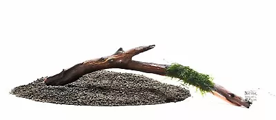 Manzanita Driftwood With Live Aquarium Plant Xmas (Christmas) Moss Attached • $11.95