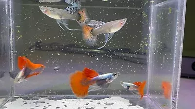 Live Guppy - TRio Of  Dumbo Ribbon (1male2female) - High Quality Grade A+++ • $19.99