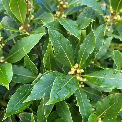 £5.50 • Buy Laurel Laurus Nobilis Aromatic Leaves Evergreen  Kitchen Bay  In 9 Cm Pot