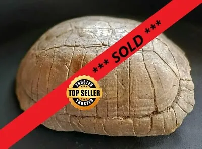 $8200 • Buy 💥MUSEUM Grade - FOSSIL TURTLE / TORTOISE Eocene 31MYA / Dinosaur - Megalodon 💥