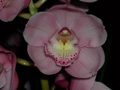 $12 • Buy Cymbidium Valley Olympic 'Lachie' 68mm Pot