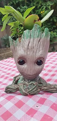Baby Groot With Hands In Heart Style Plant Pot With Organic Succulent Flower • £12