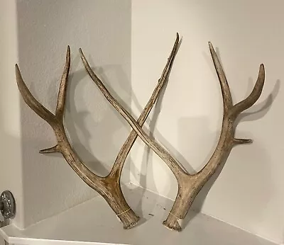 Pere David Deer Antler Shed Set~Elk Red Stag Fallow Whitetail Axis Exotics~ • £522.78