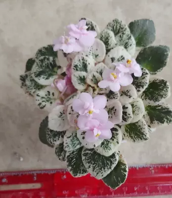 African Violet Plant -- ﻿Pink Dove  ~ Variegated Mini  ~ Actual Plant • $13.50