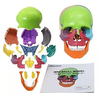 Anatomy Skull Model Aliwovo Human Anatomical Skull 15-Parts Puzzle Mini Colorful • $37.35