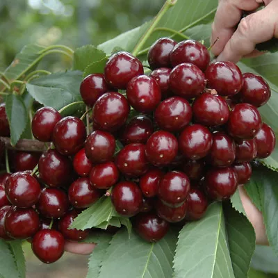 £22.99 • Buy Cherry Fruit Bush 'Athos' In A 3L