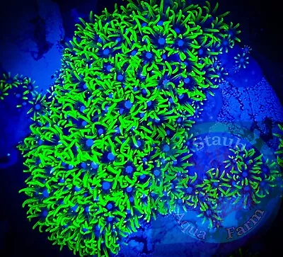 SAF~2 Inch Green Star Polyp Coral Plate “WYSIWYG” GSP Soft Corals Reef Live • $39.99
