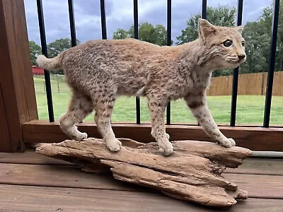 Bobcat Taxidermy Full Body Standing Mount Driftwood Camp Man Cave Cabin Decor • $599