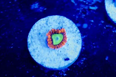 ELECTRIC OOMPA LOOMPA ZOA ZOANTHID- WYSIWYG LIVE CORAL Frag - SOFT CORAL PALY • $7