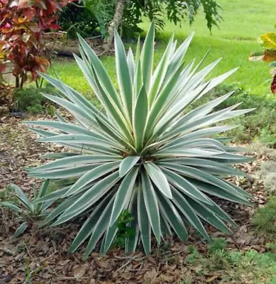 Yucca Gloriosa Variegated Tropical Evergreen 3L Pot Plants To Your Door • £16.99