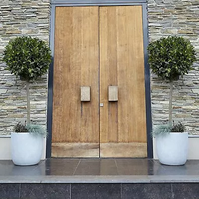 2 X Stunning Standard Bay Trees Lollipop Form 70-80cm Tall Front Door Potted UK • £64.77