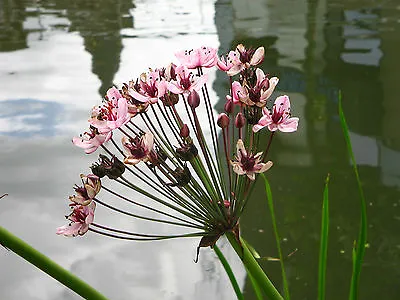 Flowering Rush Butomus Umbellatus Pond Marginal Bog Water Plant Native Reed • £4.99