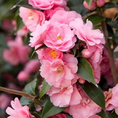 Camellia Williamsii 'Spring Festival' Evergreen Pink Garden Shrub | 9cm Pot • £9.99