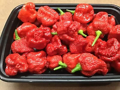 Red Trinidad Moruga Scorpion 2 Count ( 3 To 5” Or Taller ) FREE Shipping • $16.49