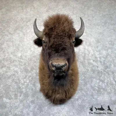 #28703 E | American Buffalo Bison Taxidermy Shoulder Mount For Sale • $4995
