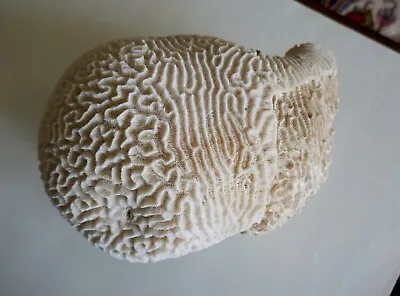 Natural Genuine Brain Coral Specimen • $59.95