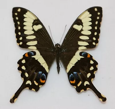 Butterfly X1 Male Papilio Ophidicephalus  (Kenya) • $5.68