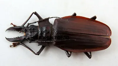 Macrodontia Crenata MALE 61mm RARE Beetle REAL Insect MC11212 • $175