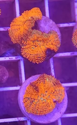 Live Coral Robbie's Corals Aquacultured Sun Fire Mushroom Coral 3/4 -1  • $22.99