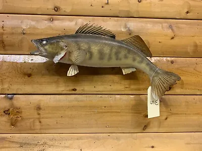 Real Skin Mount Walleye Pike Northern Musky Bass Sauger Fish Taxidermy FW5 • $159