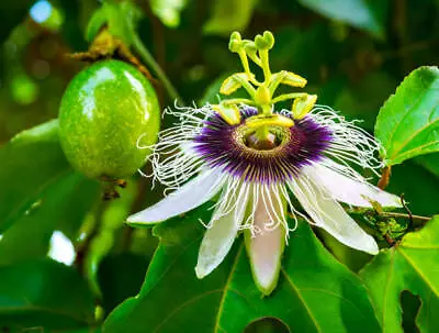 £2.99 • Buy Rare Passion Flower Plant Or Seeds -  Easy Growing Passiflora Edulis Plug Plant