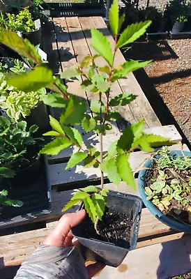 Live Ulmus Elm Trees In Small Nursery Pot. Pre Bonsai. • $9