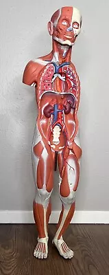1/2 Life-Size Human Dual Sex Muscle Model 33 Part - 3B Smart Anatomy • $499.99